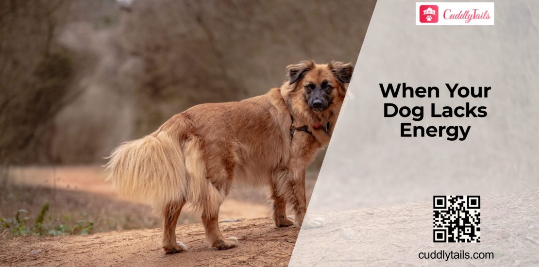 Low Energy in Dogs Explained