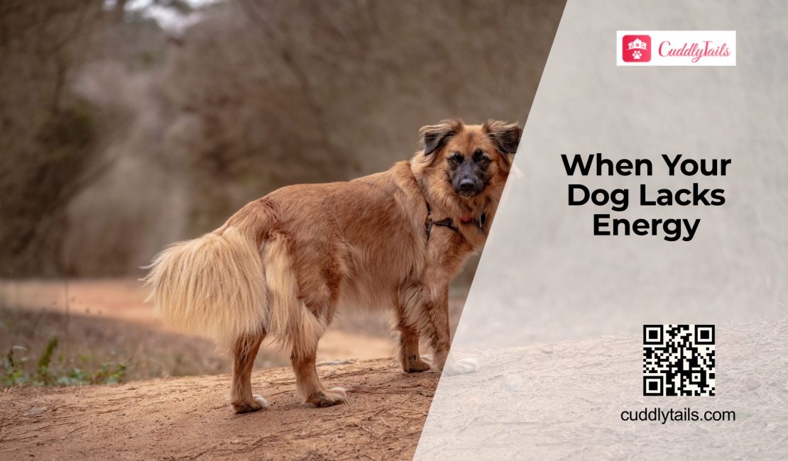 Low Energy in Dogs Explained