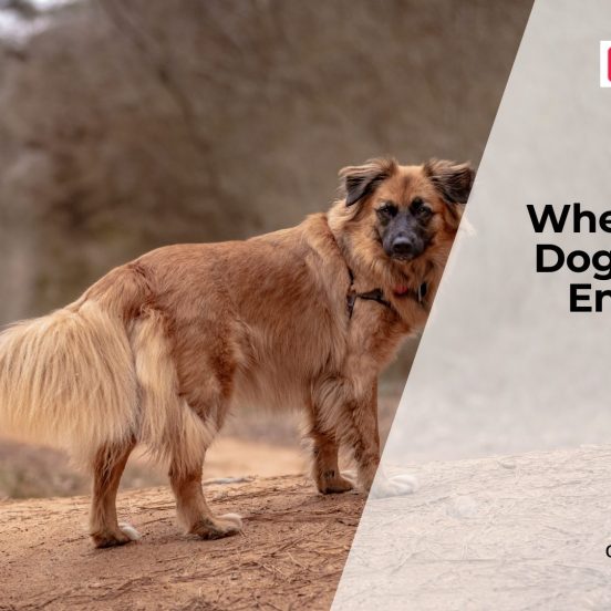 Low Energy in Dogs Explained