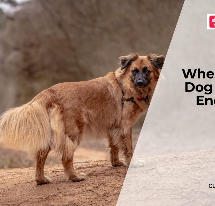 Low Energy in Dogs Explained