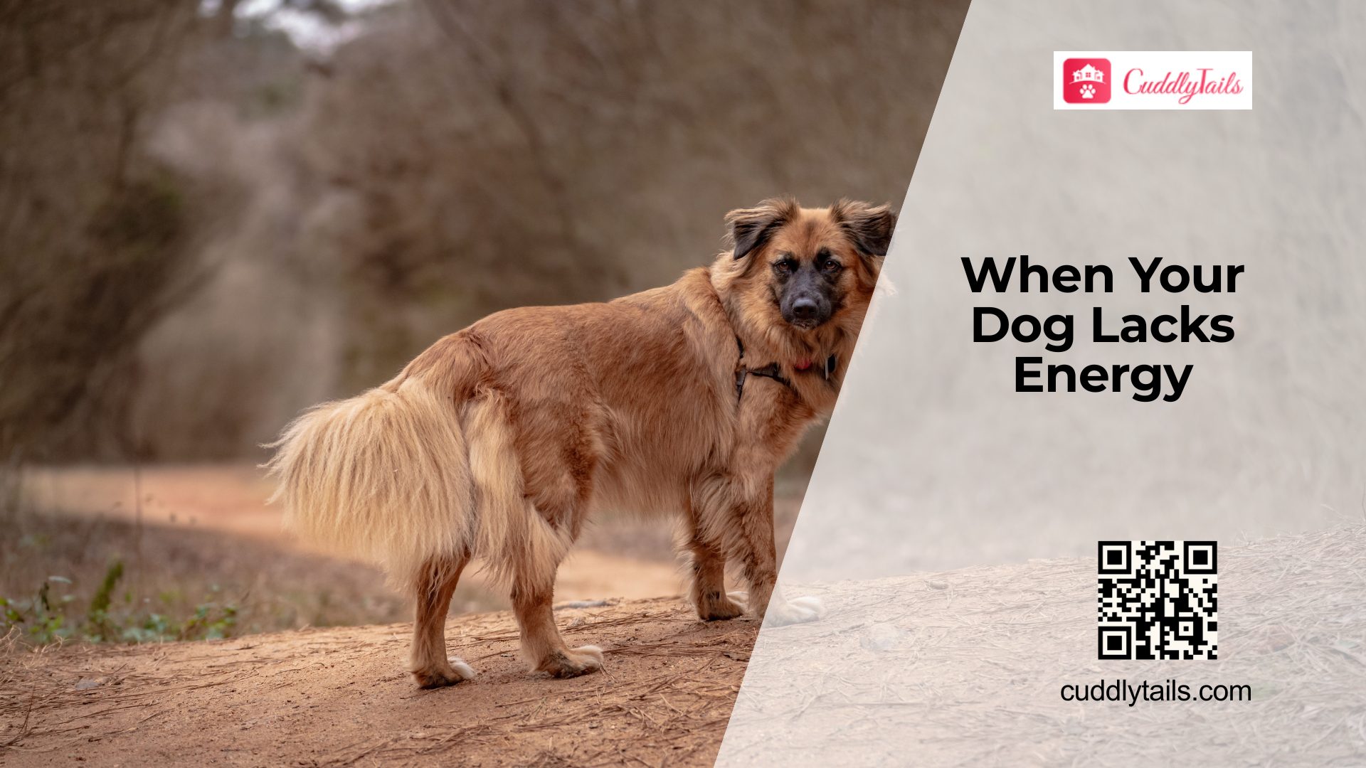 Low Energy in Dogs Explained