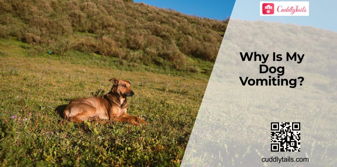 Vomiting in Dogs When to Worry