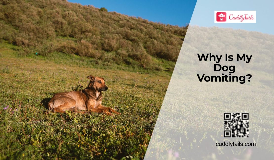 Vomiting in Dogs When to Worry