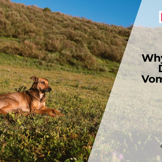 Vomiting in Dogs When to Worry