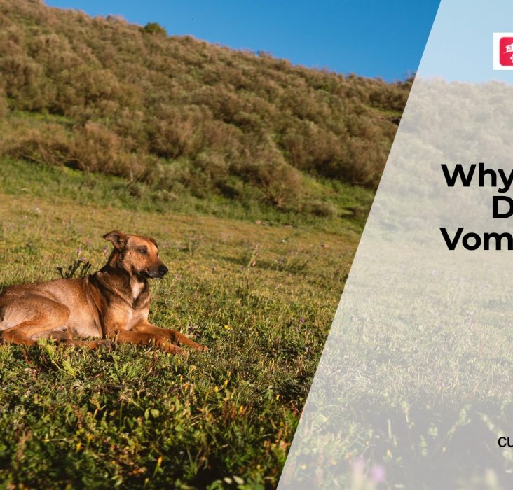 Vomiting in Dogs When to Worry