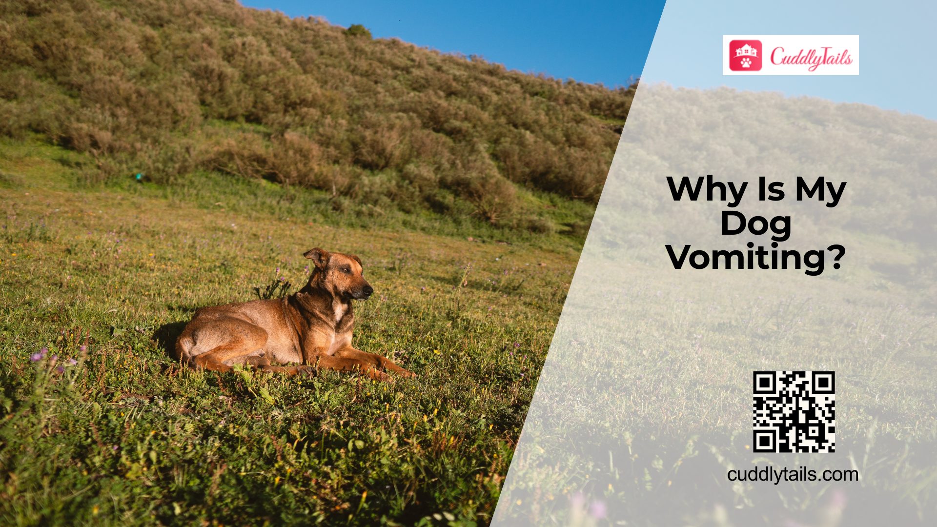 Vomiting in Dogs When to Worry