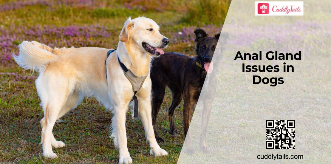 Dog Anal Gland Problems Explained