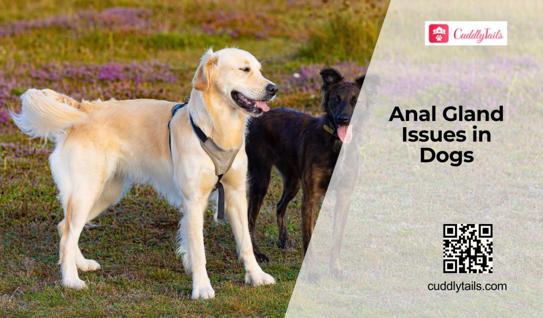 Dog Anal Gland Problems Explained