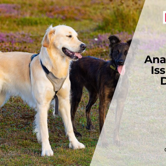 Dog Anal Gland Problems Explained