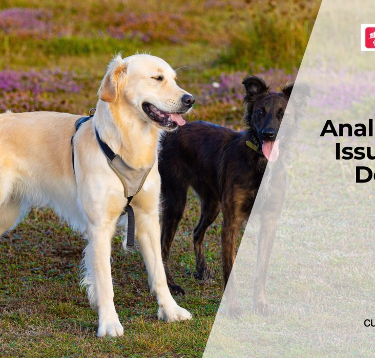 Dog Anal Gland Problems Explained