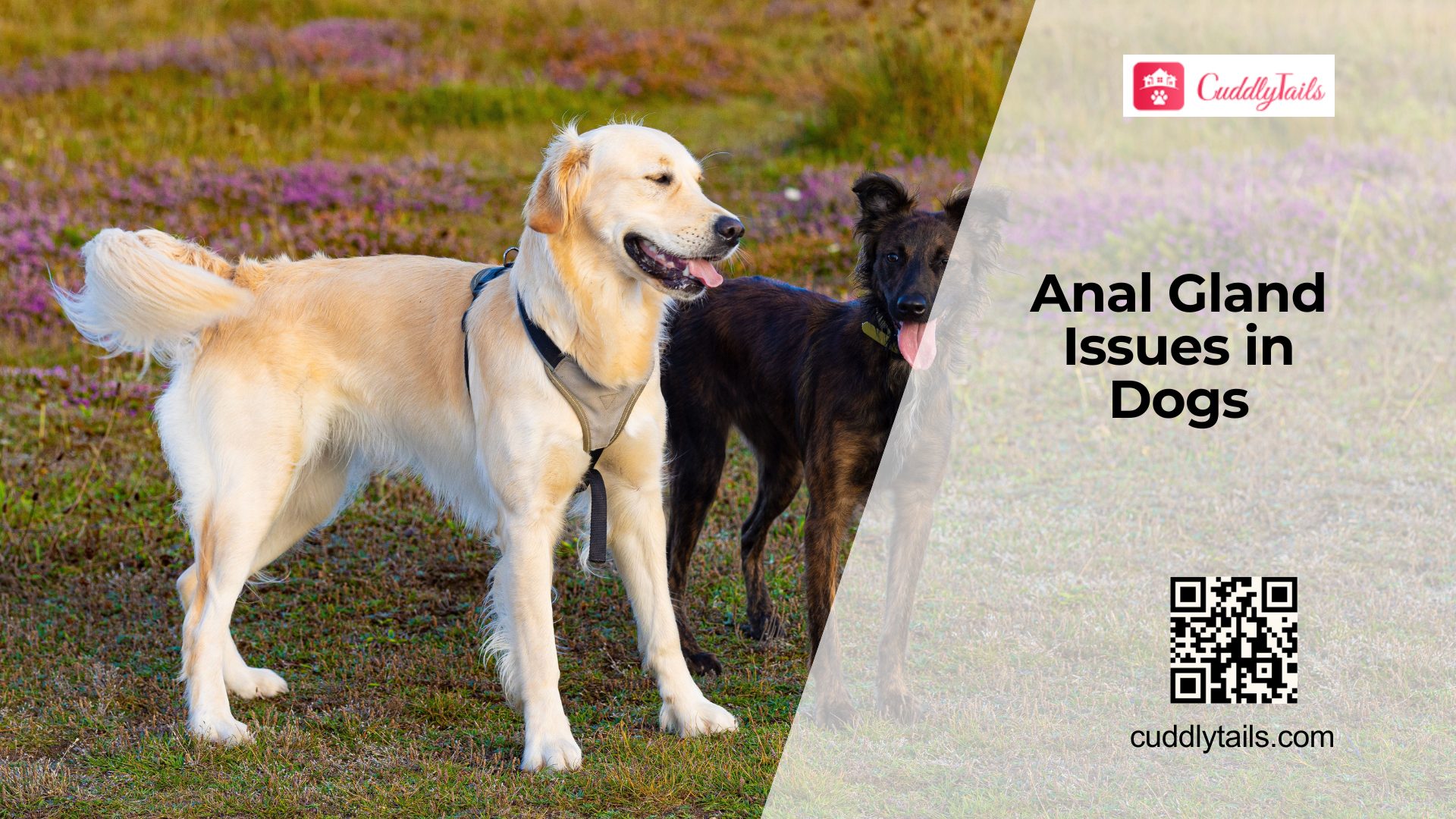 Dog Anal Gland Problems Explained