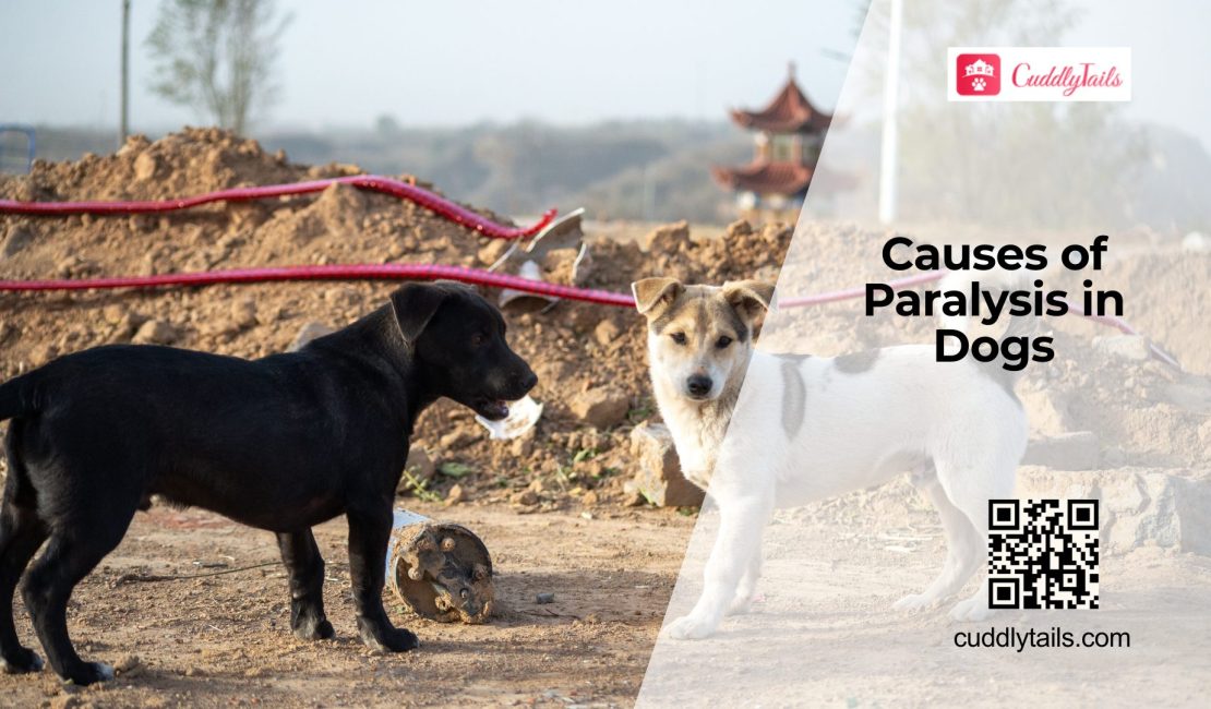 Dog Paralysis Causes and Treatment