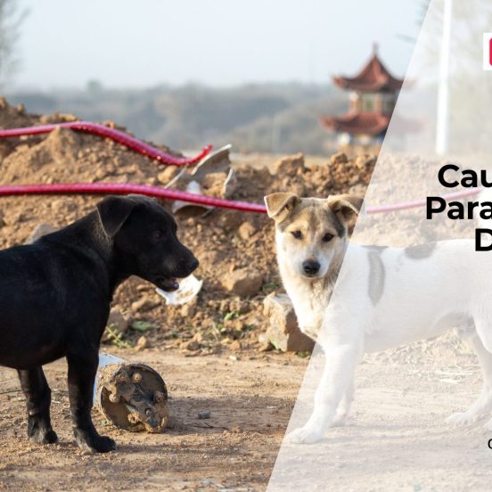 Dog Paralysis Causes and Treatment