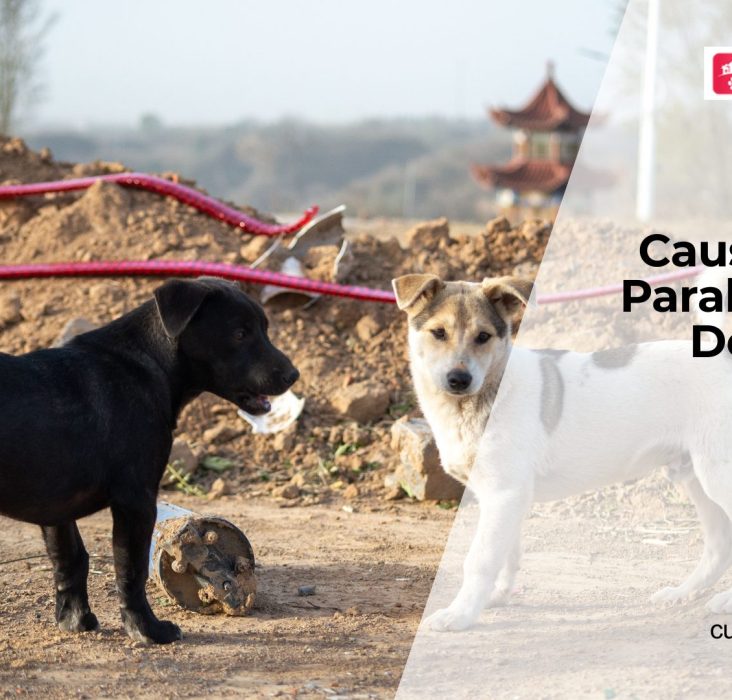 Dog Paralysis Causes and Treatment