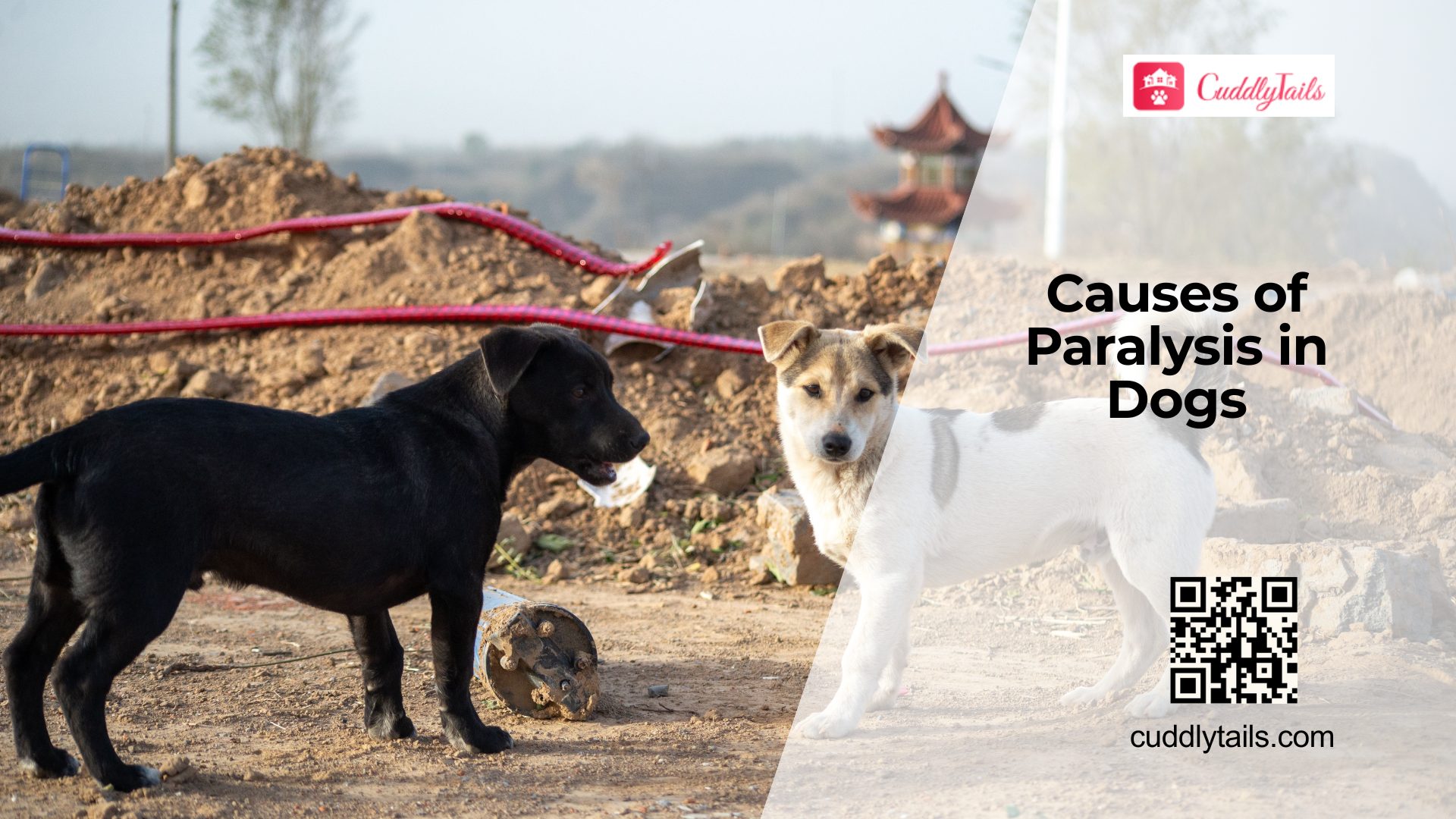 Dog Paralysis Causes and Treatment