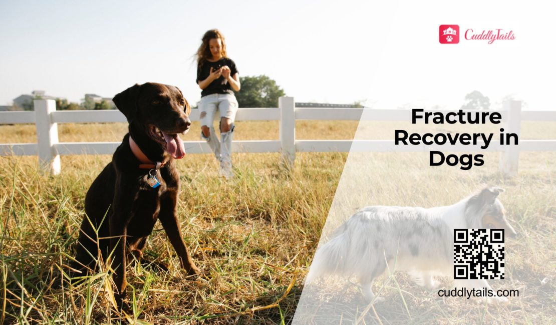 Bone Fractures in Dogs Recovery