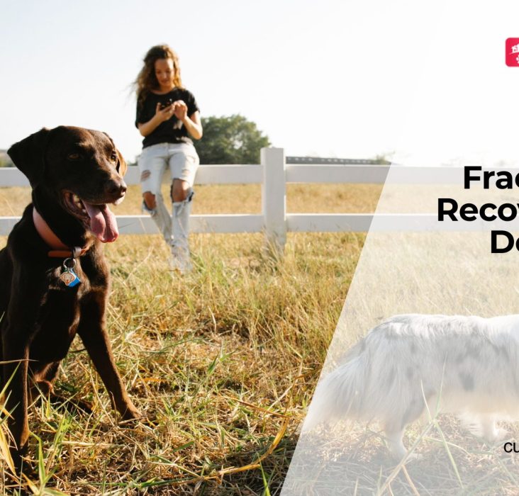 Bone Fractures in Dogs Recovery