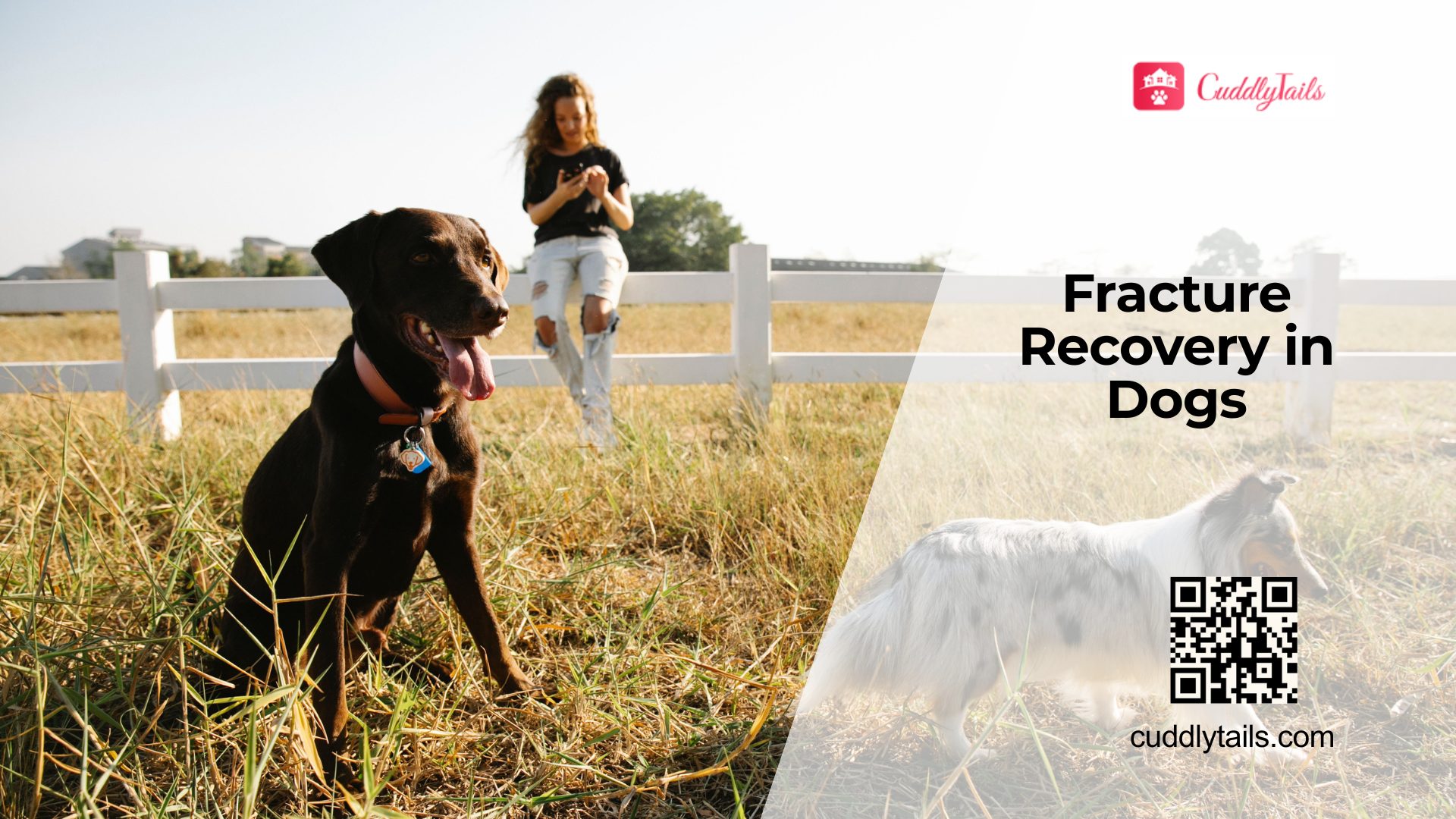 Bone Fractures in Dogs Recovery