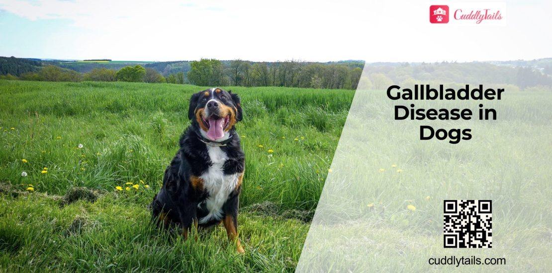 Signs of Gallbladder Disease in Dogs