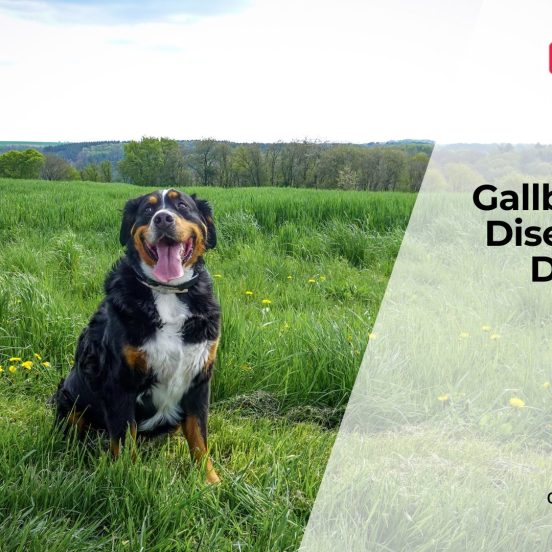 Signs of Gallbladder Disease in Dogs
