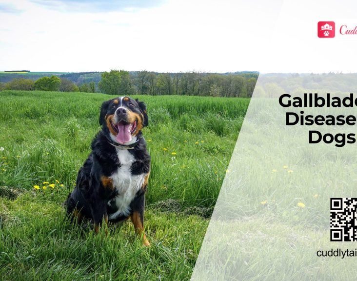 Signs of Gallbladder Disease in Dogs