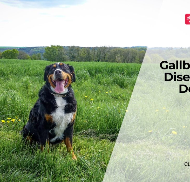 Signs of Gallbladder Disease in Dogs