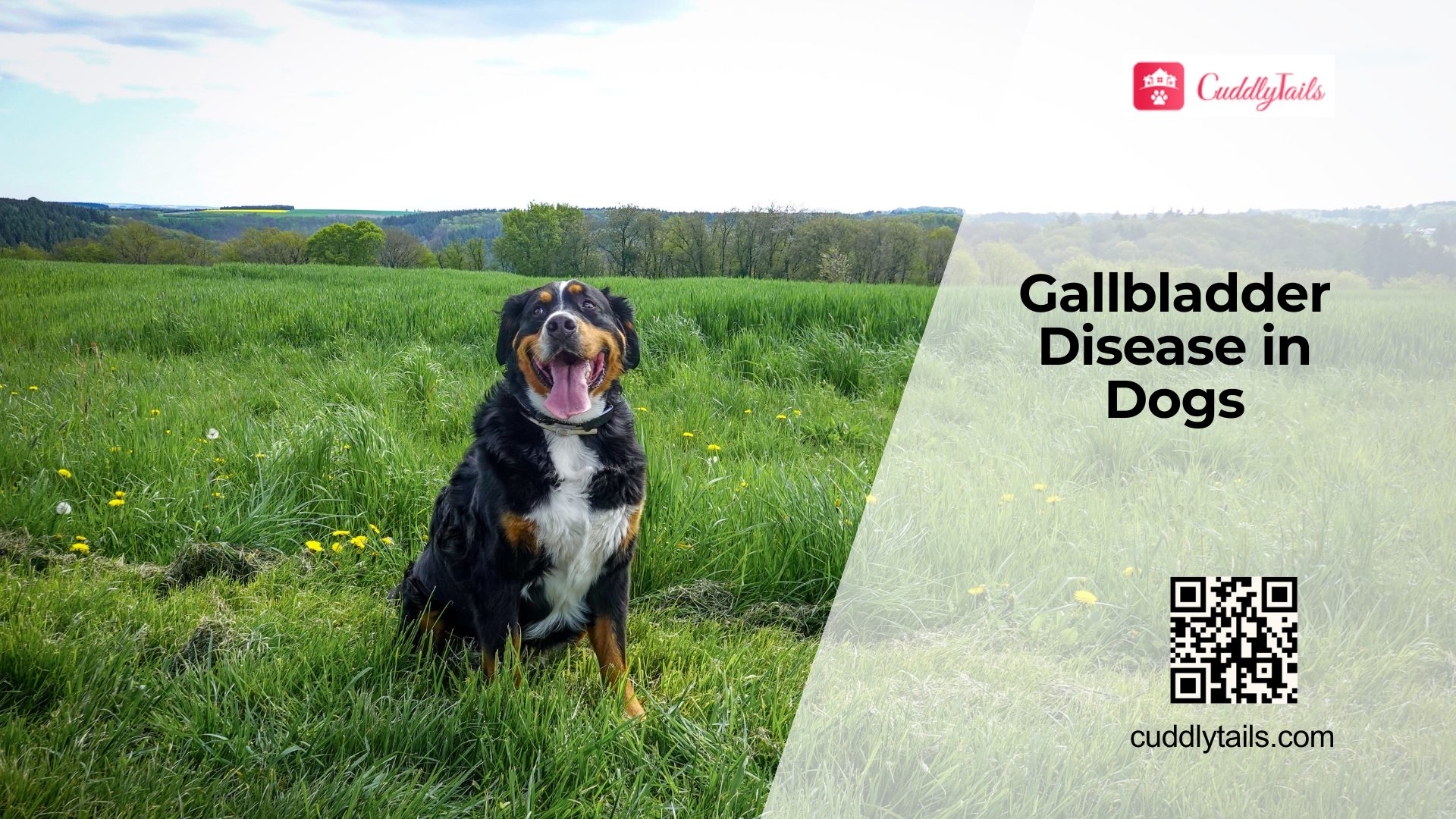 Signs of Gallbladder Disease in Dogs