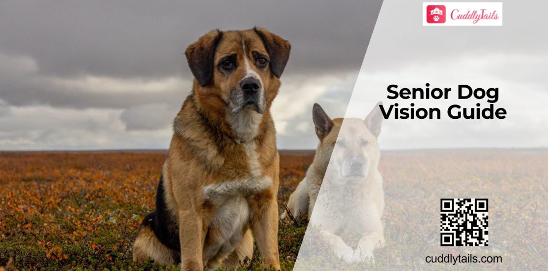 Is Your Senior Dog Going Blind?
