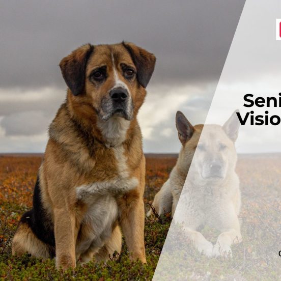 Is Your Senior Dog Going Blind?