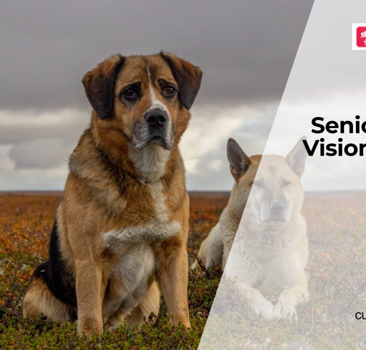 Is Your Senior Dog Going Blind?