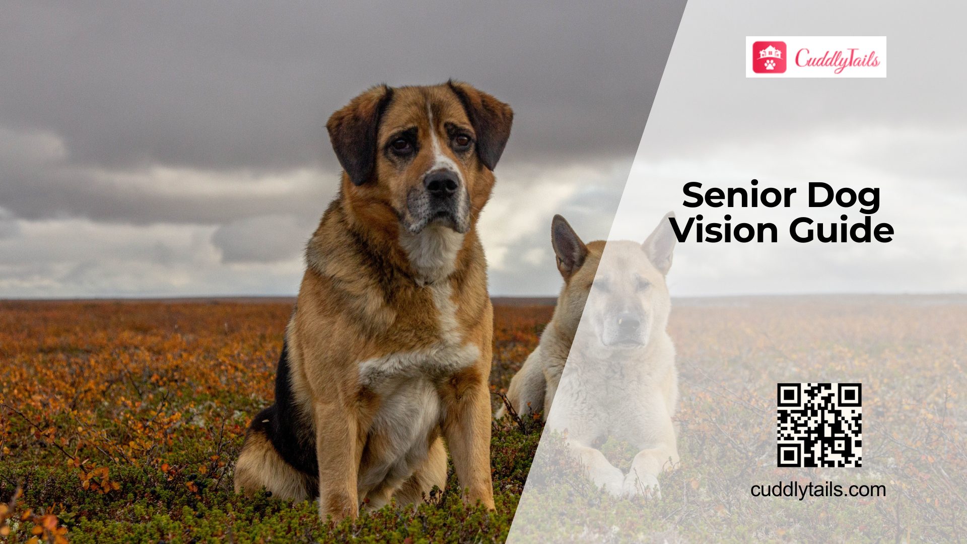 Is Your Senior Dog Going Blind?
