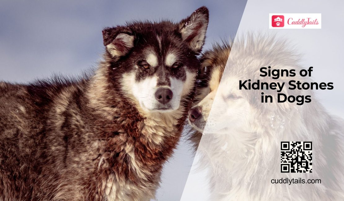 Kidney Stones in Dogs Symptoms