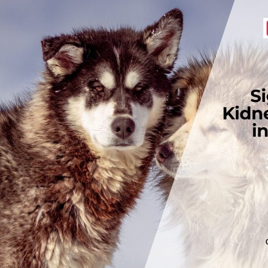 Kidney Stones in Dogs Symptoms