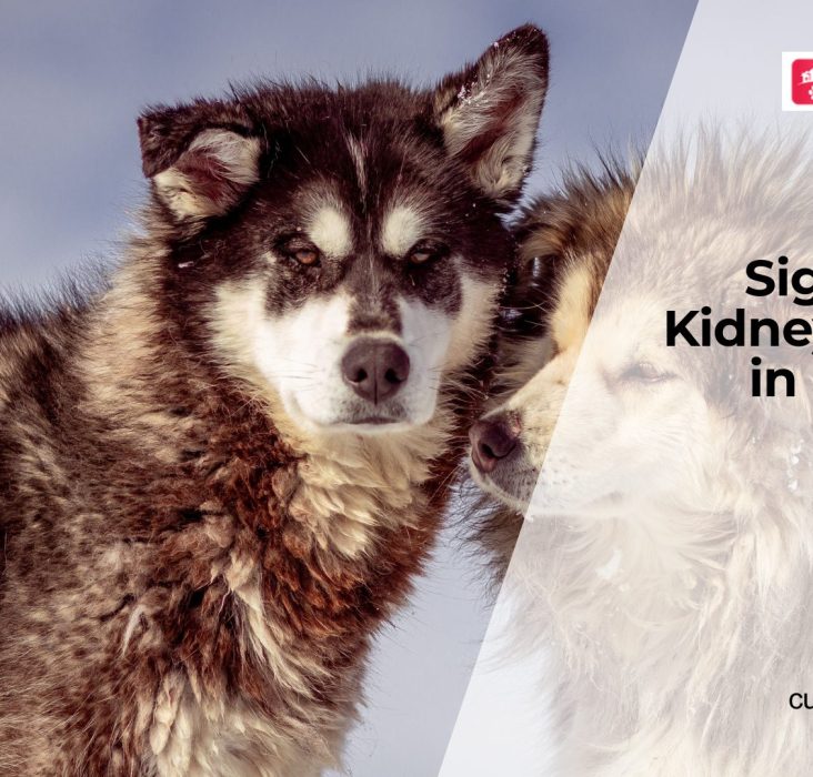 Kidney Stones in Dogs Symptoms