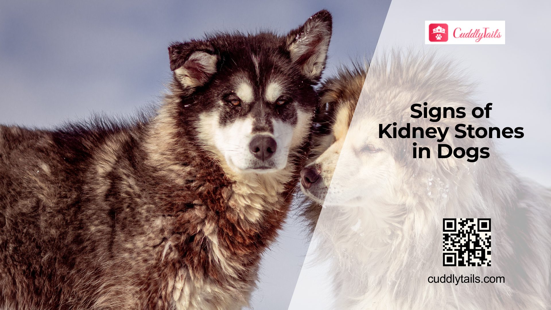Kidney Stones in Dogs Symptoms