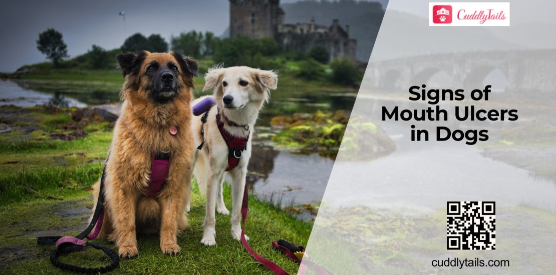 Treating Mouth Ulcers in Dogs