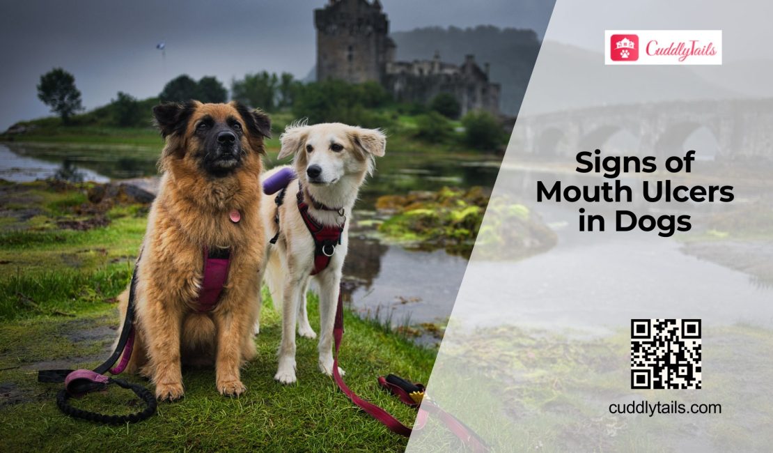 Treating Mouth Ulcers in Dogs
