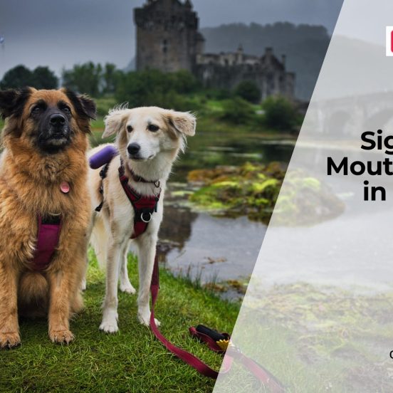 Treating Mouth Ulcers in Dogs