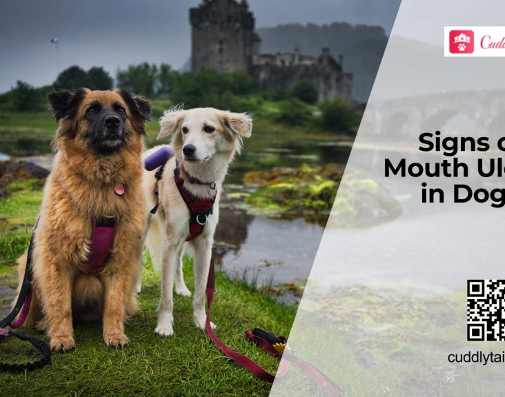 Treating Mouth Ulcers in Dogs