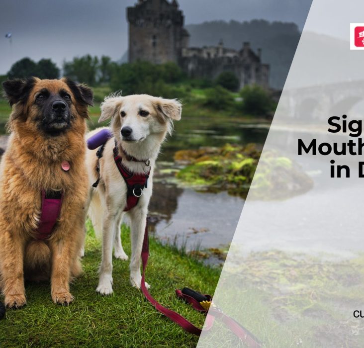 Treating Mouth Ulcers in Dogs