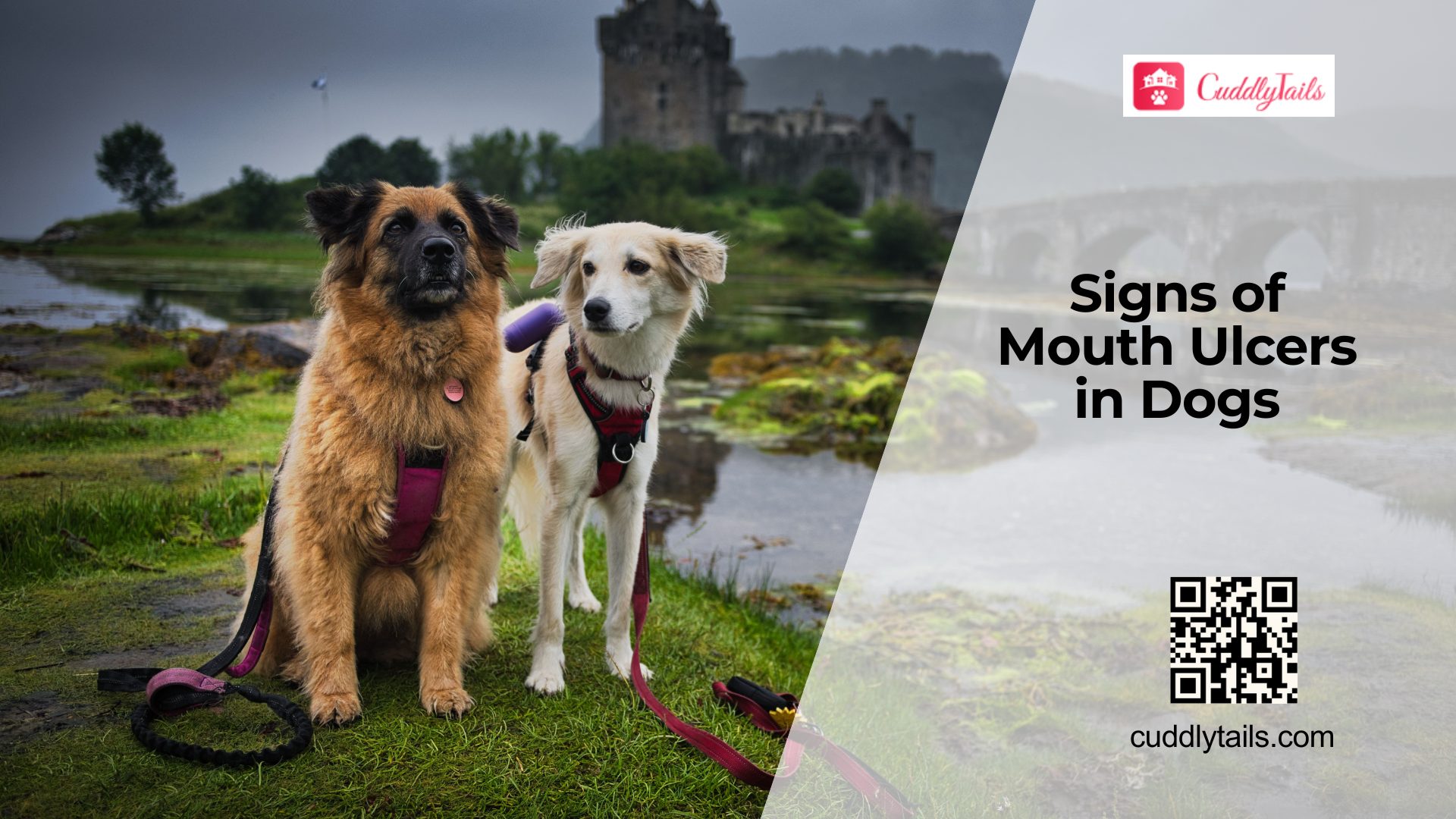 Treating Mouth Ulcers in Dogs