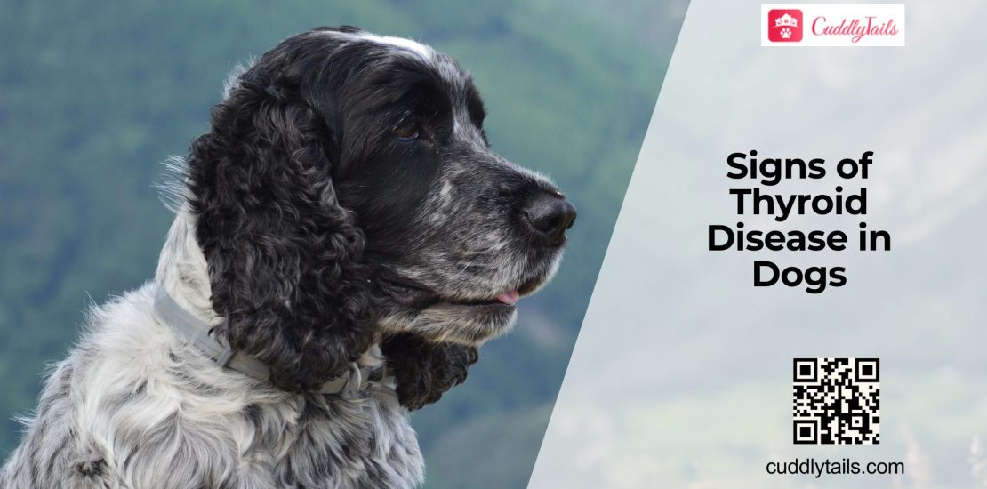 Thyroid Disease in Dogs