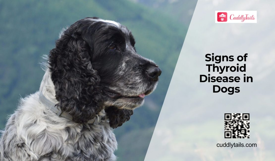 Thyroid Disease in Dogs