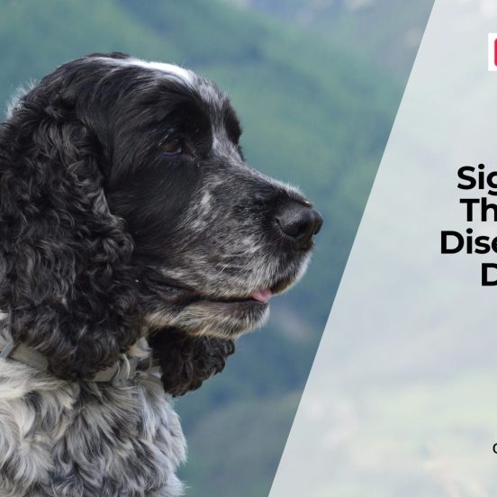 Thyroid Disease in Dogs