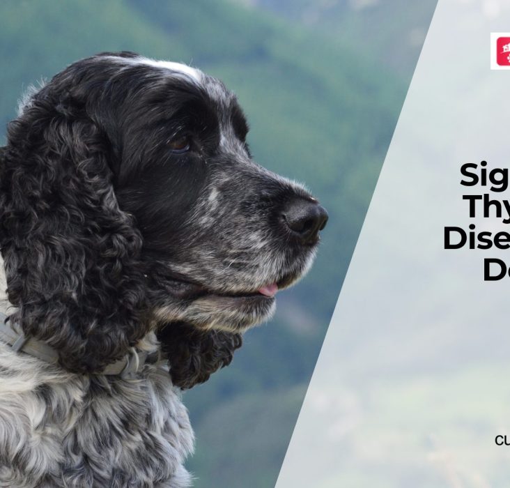 Thyroid Disease in Dogs