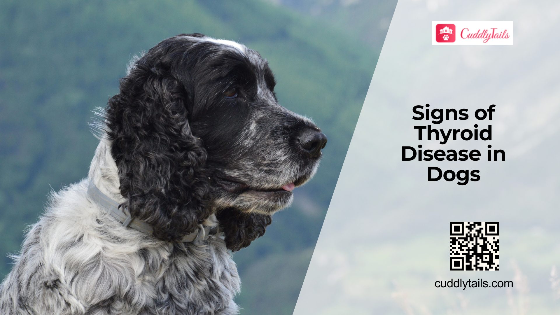 Thyroid Disease in Dogs