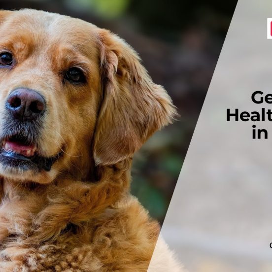 Common Hereditary Diseases in Dogs