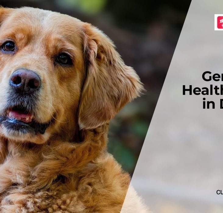 Common Hereditary Diseases in Dogs