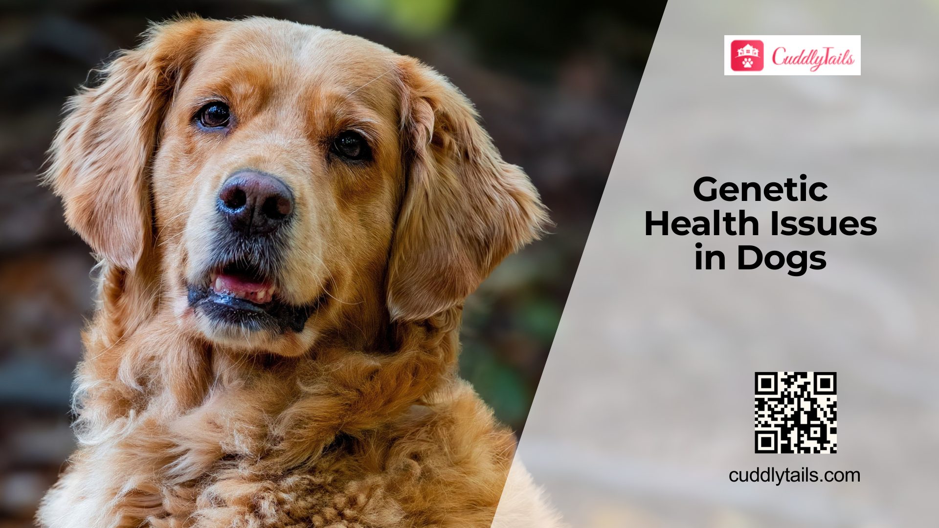 Common Hereditary Diseases in Dogs