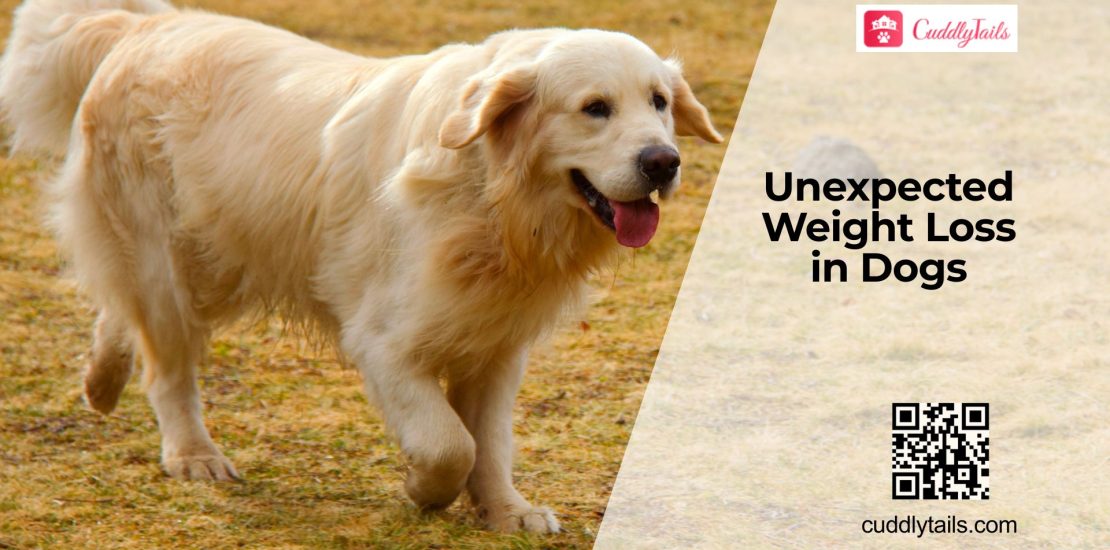Sudden Weight Loss in Dogs